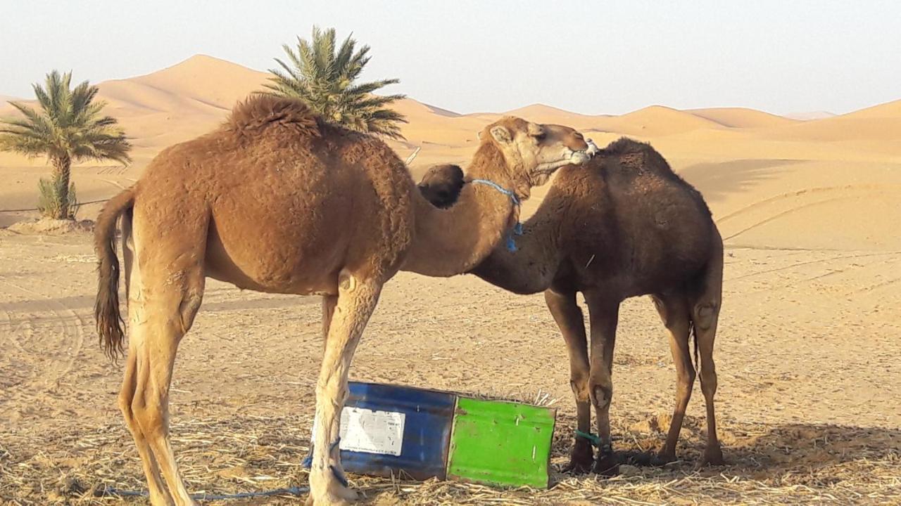 فندق Fabulous Luxury Camp مرزوكة المظهر الخارجي الصورة